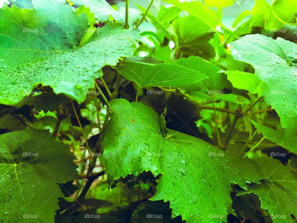 Morning drizzle