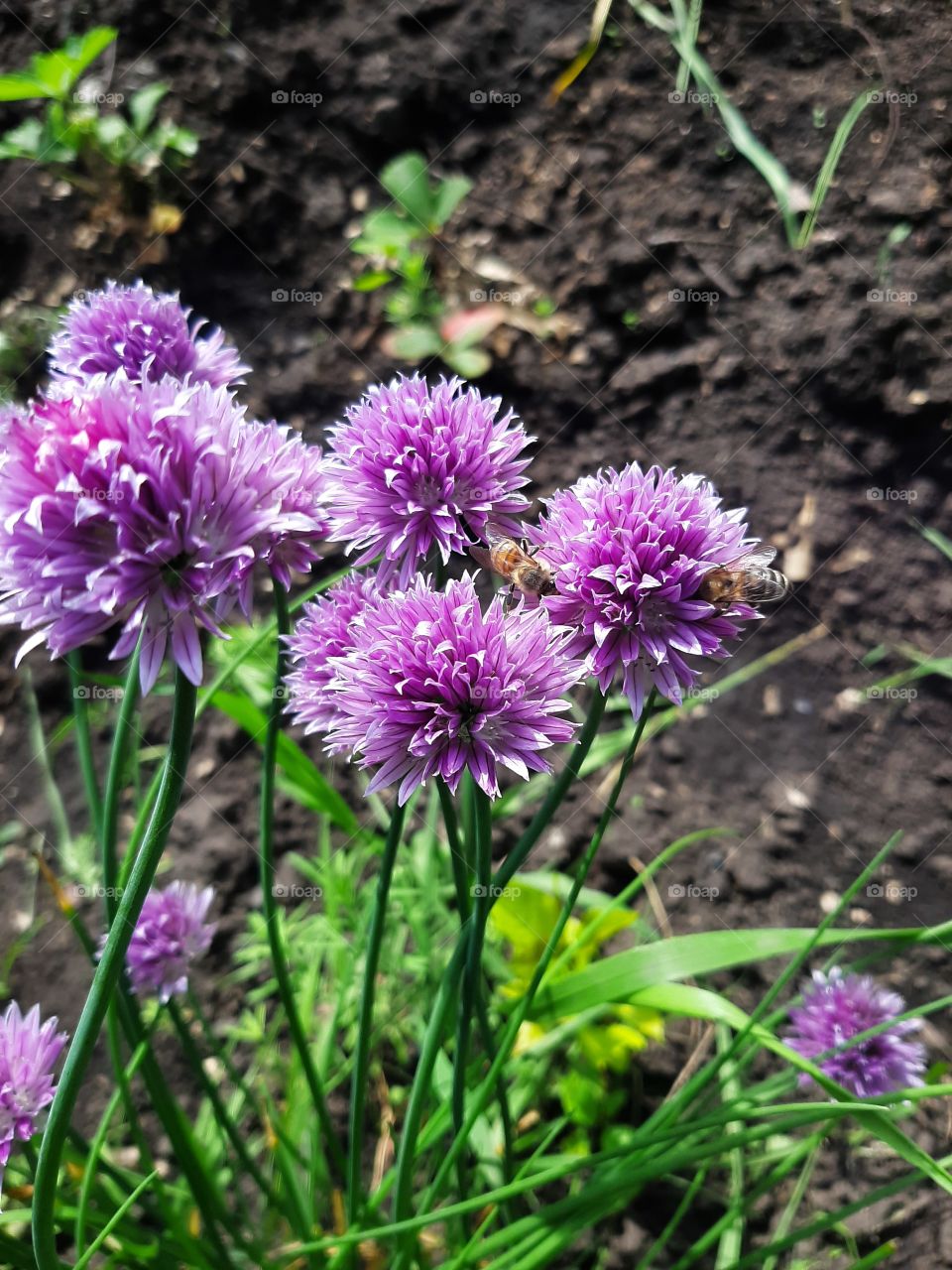 Shallots bloom and smell, thus attracting bees.