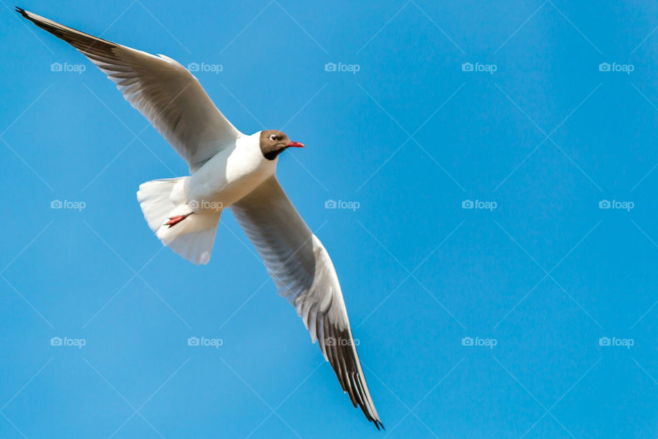 Seagull