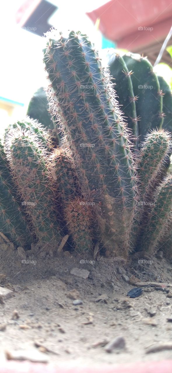 dwarf cactus