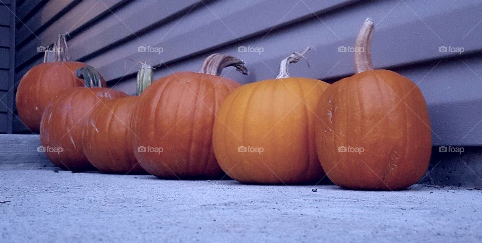 pumpkin row. pumpkins aligned in a row for Halloween