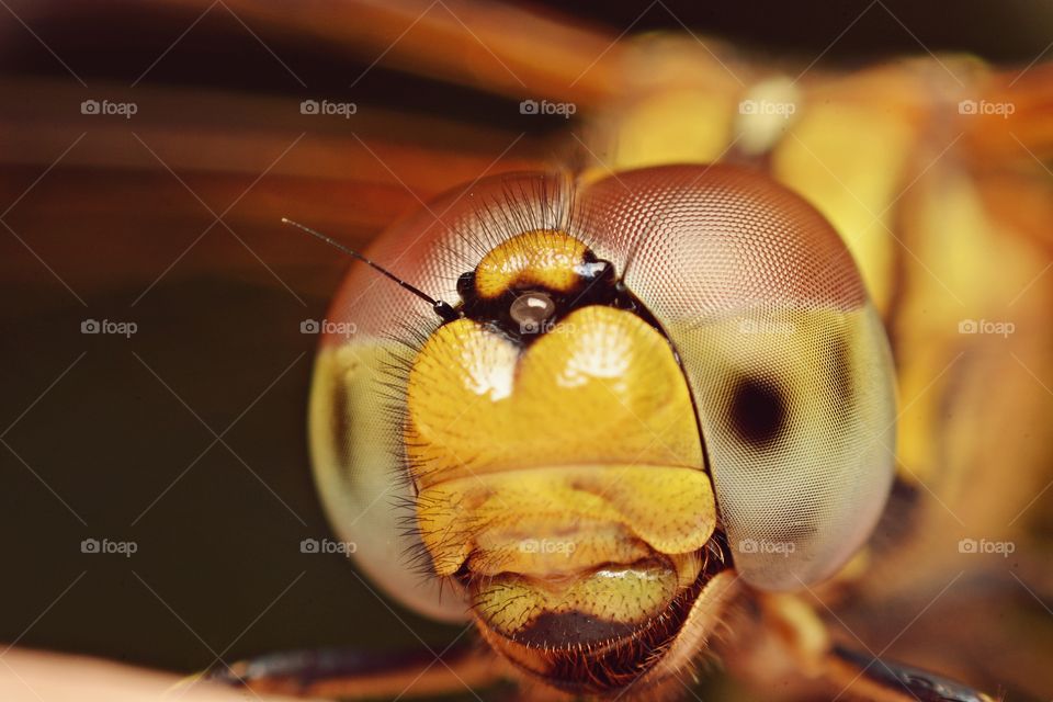 dragonfly. Big Head, Smile, Big Eyes