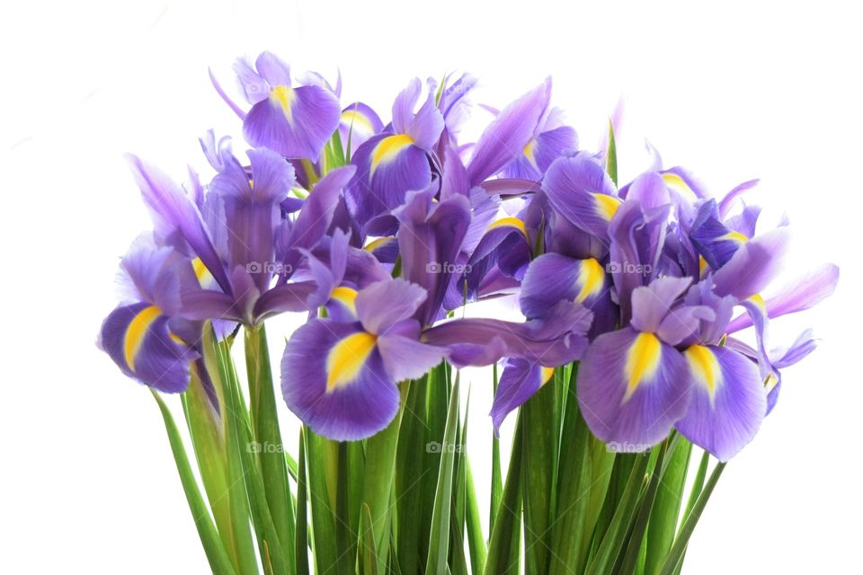 Spring flowers - purple iris