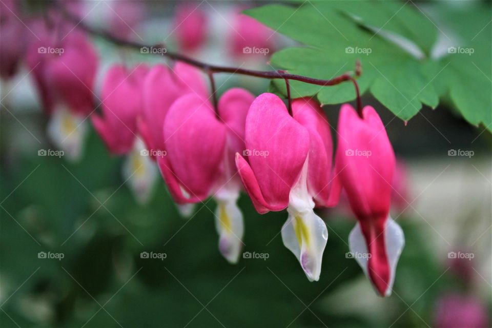 bleeding hearts