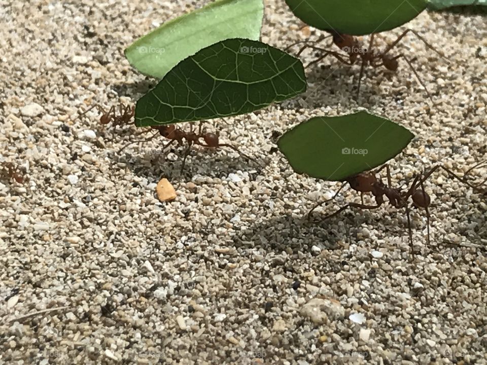 Leaf cutter ant, Costa Rica, December 2016