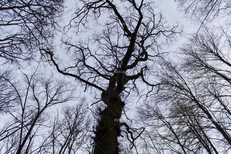 Naked tree in the winter, shot from below and surrounded by many other naked trees.