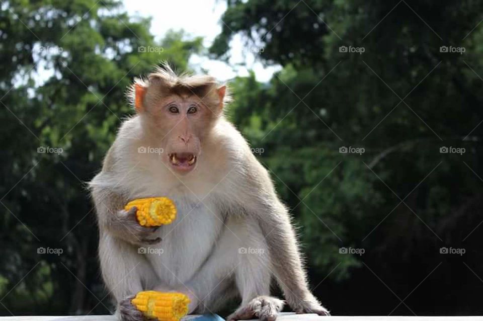 Monkey eating Corn