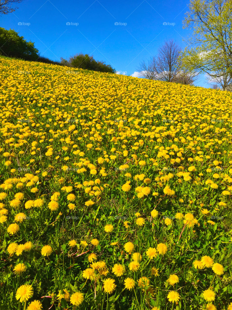 Yellow . Yellow flowers!