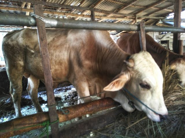 cows