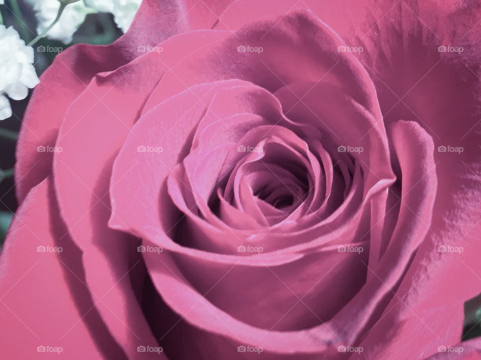 Rose Bloom 