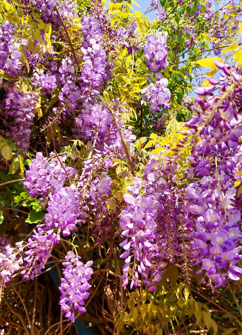 Belos cachos de flores que enfeitam a praça.