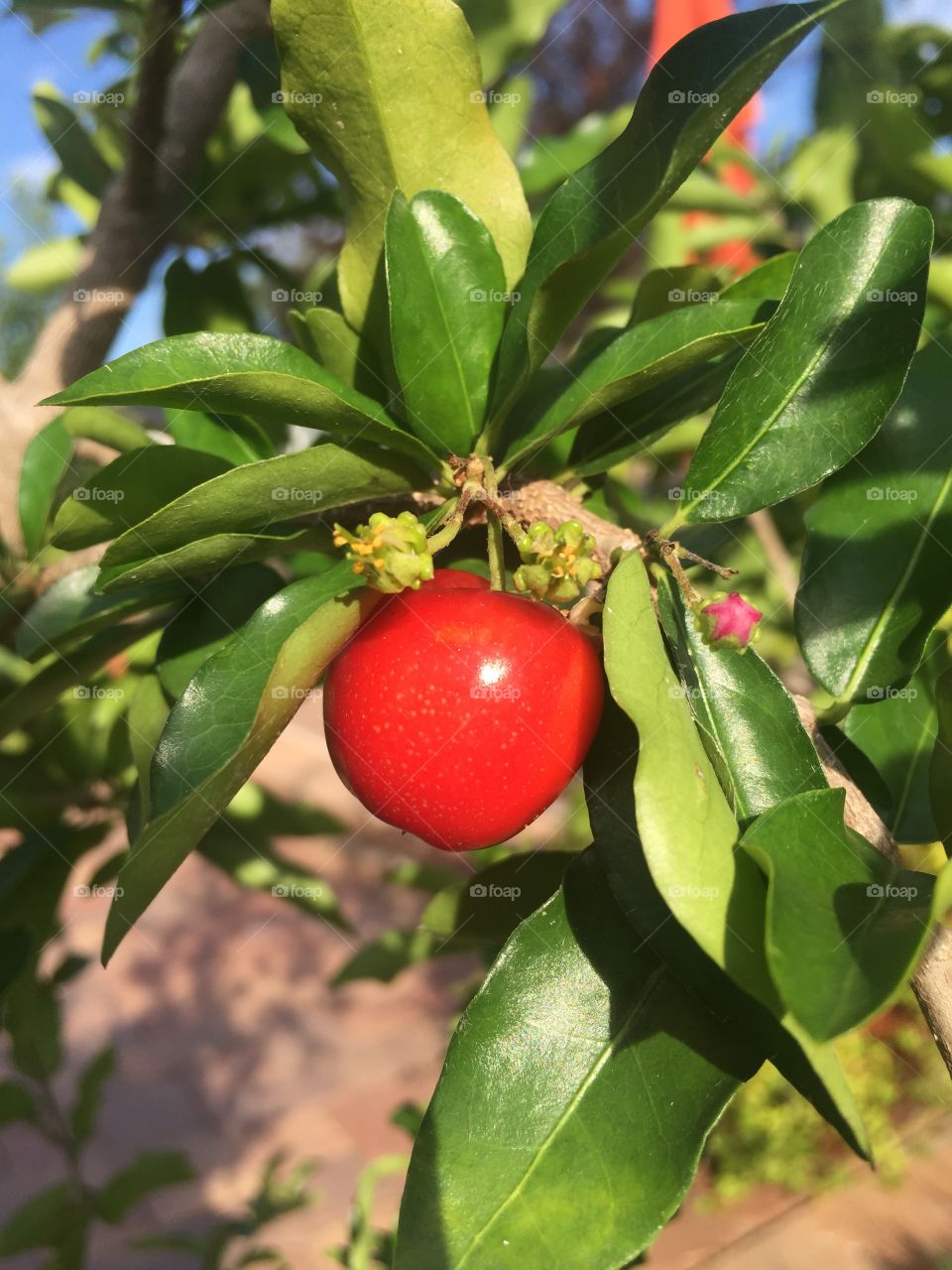 Jamaican cherry