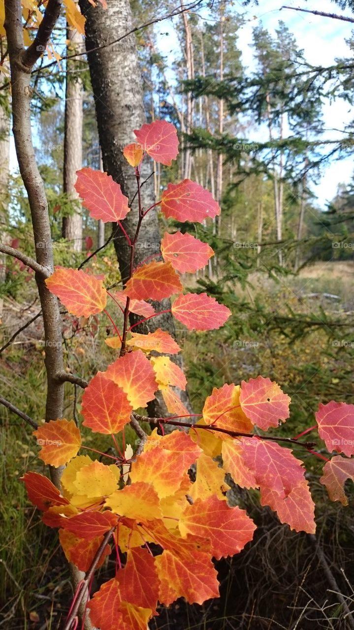 Colorful leaves in fall