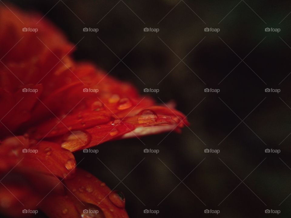 rain drops on flower
