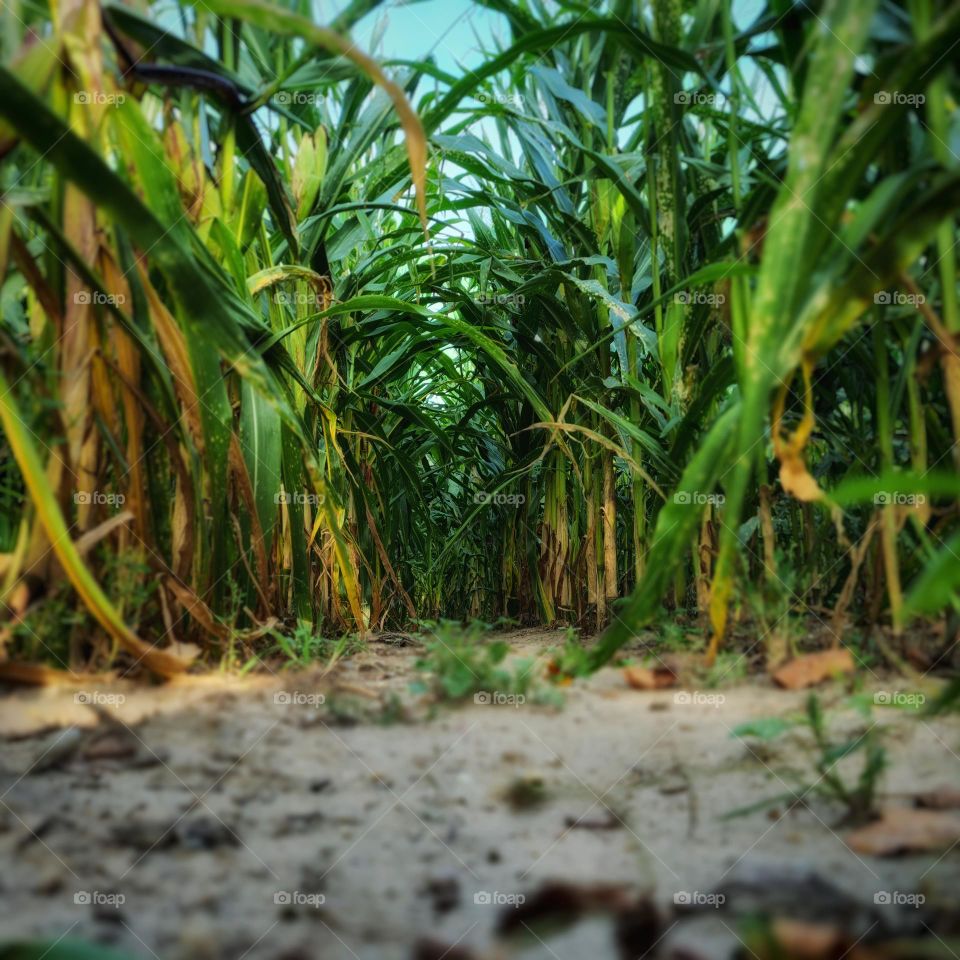 Endless Cornfield Perspective