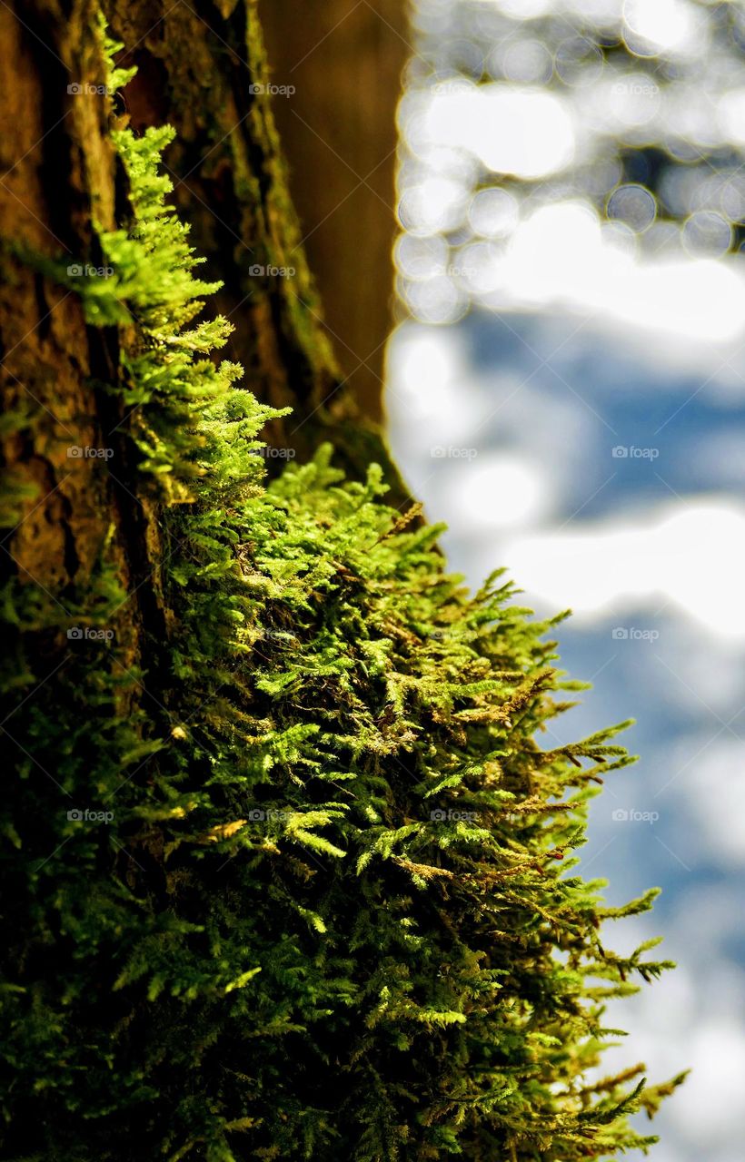 Soft light falls on moss in a forest.