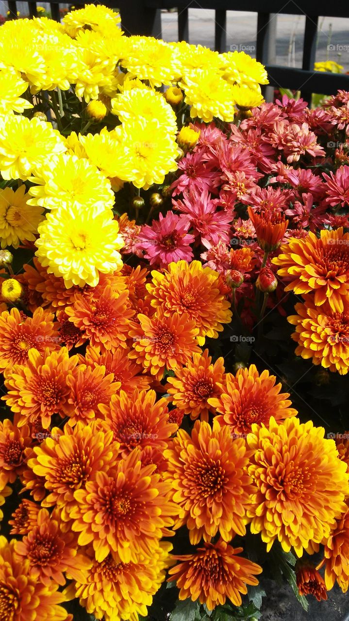 Flower, Nature, Flora, No Person, Garden