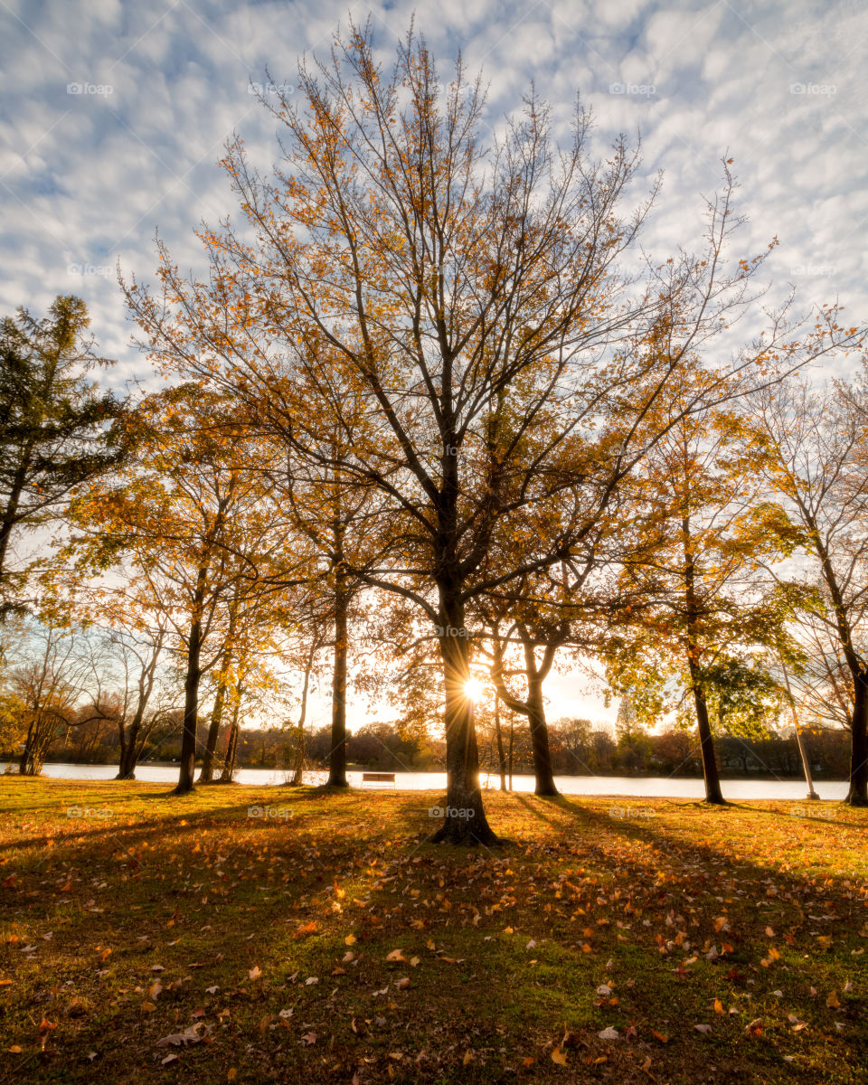 The sun casting beautiful long shadows combined with golden light, as it sets behind trees with warm autumn foliage. 