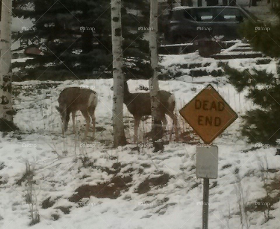 deer in snow