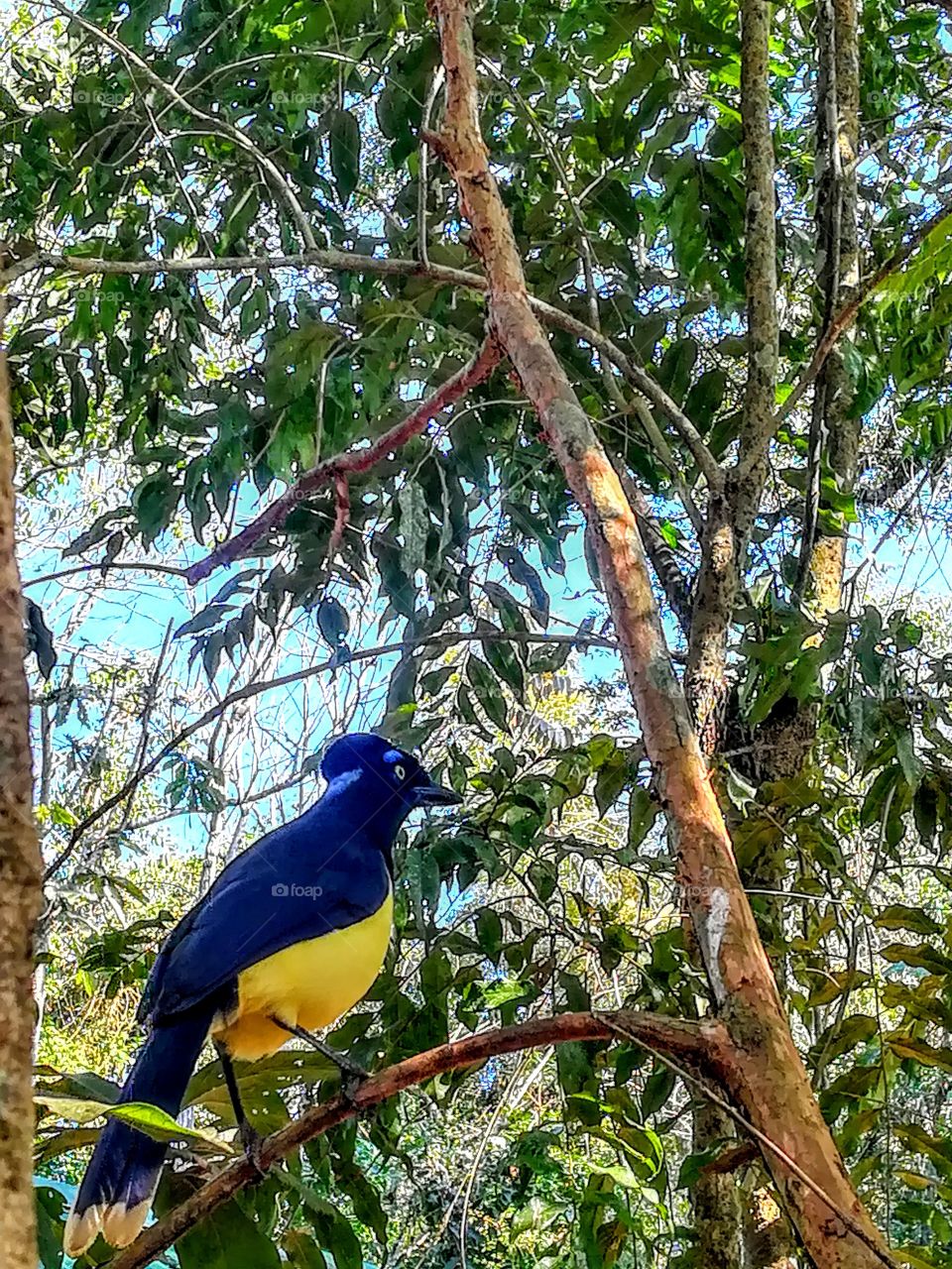 Uraca in the jungle of Argentina. 
Puerto Iguazú, Misiones, Argentina.