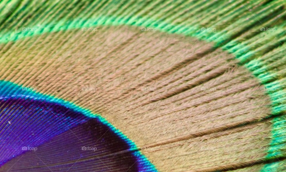 Strands of a Peacock