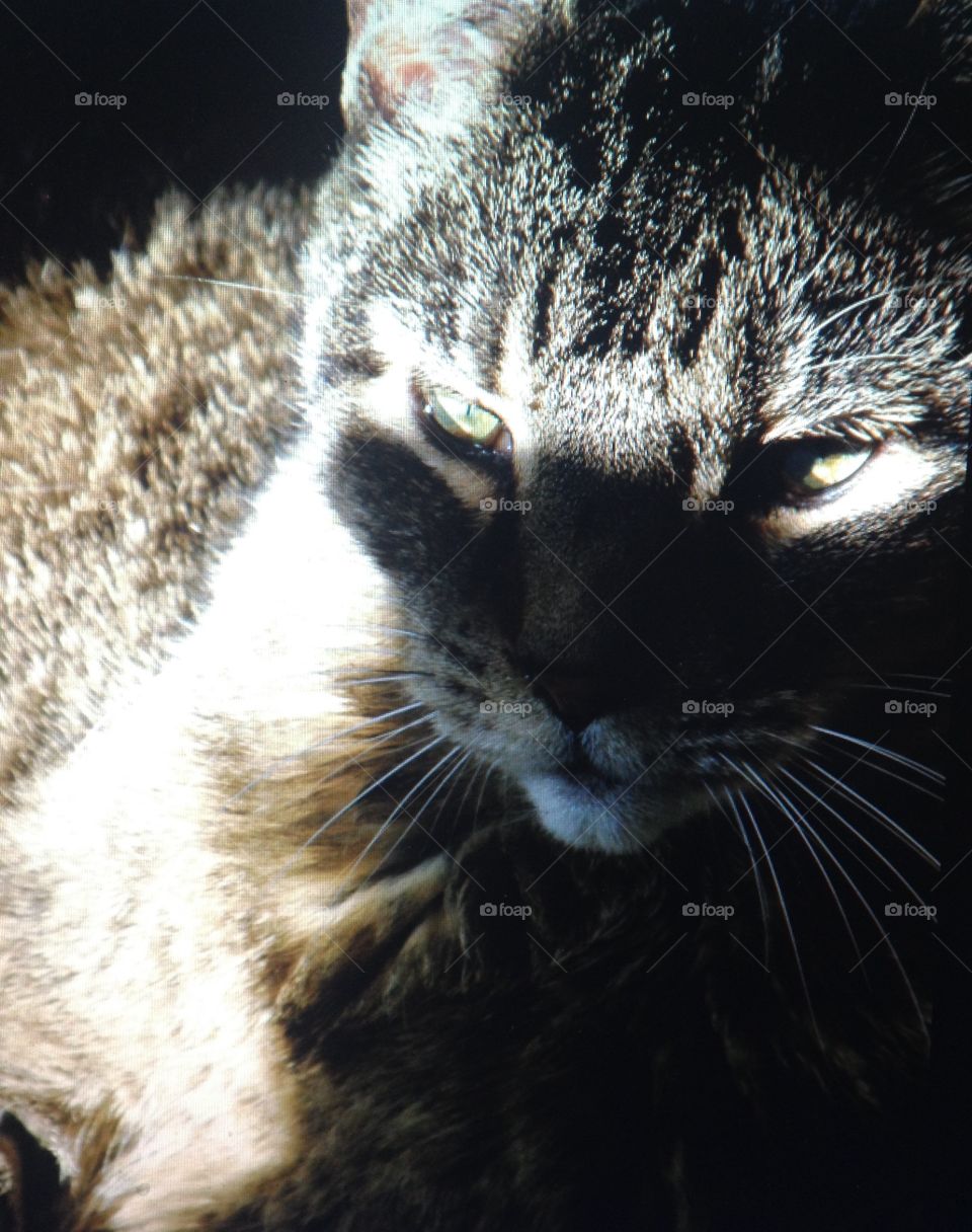 Sun Ray . My cat trying to nap in the sun