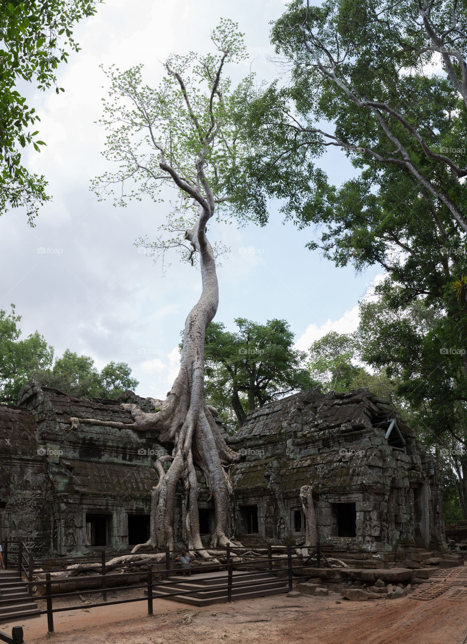 Ta Prohm temple in Siem reap Cambodia 