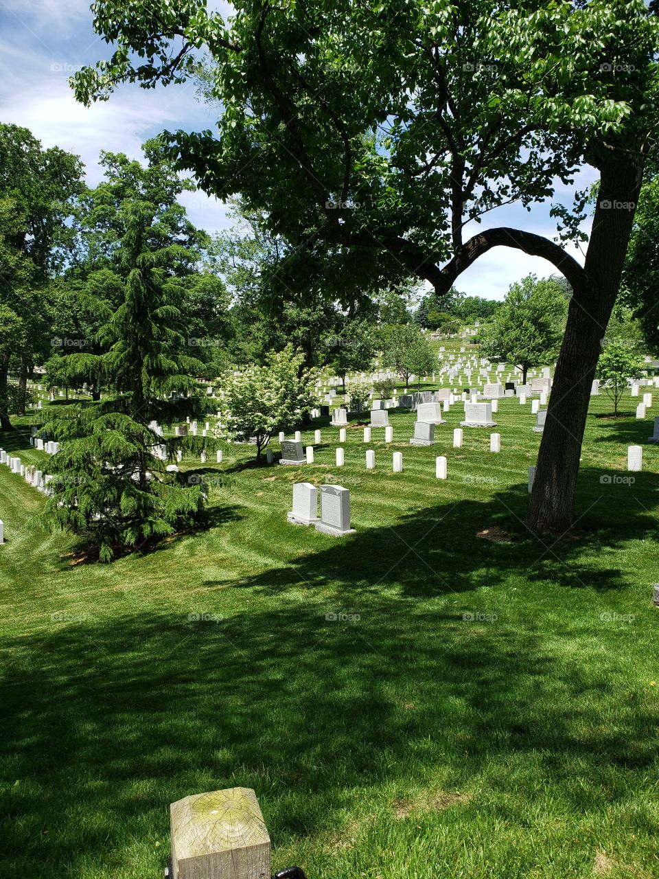 Graves under the trees at Arlington Natl Cemetery