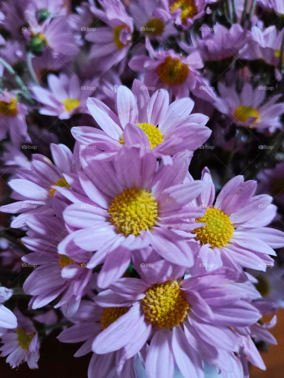 Purple daisy