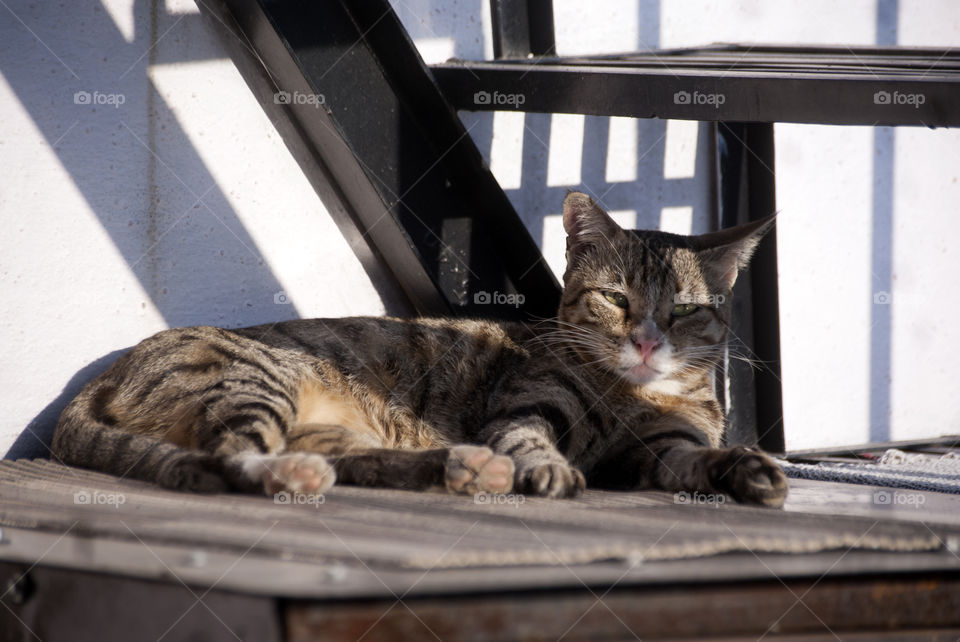 Little Missy Meow enjoying the sun in her favourite spot with shadow of the staircase falling around her.