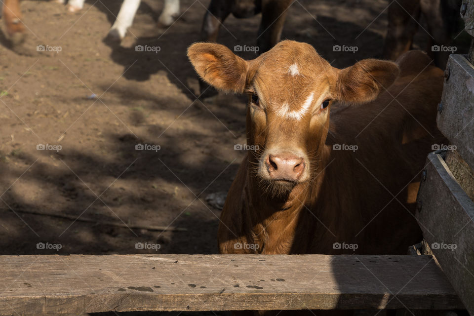 calf curious