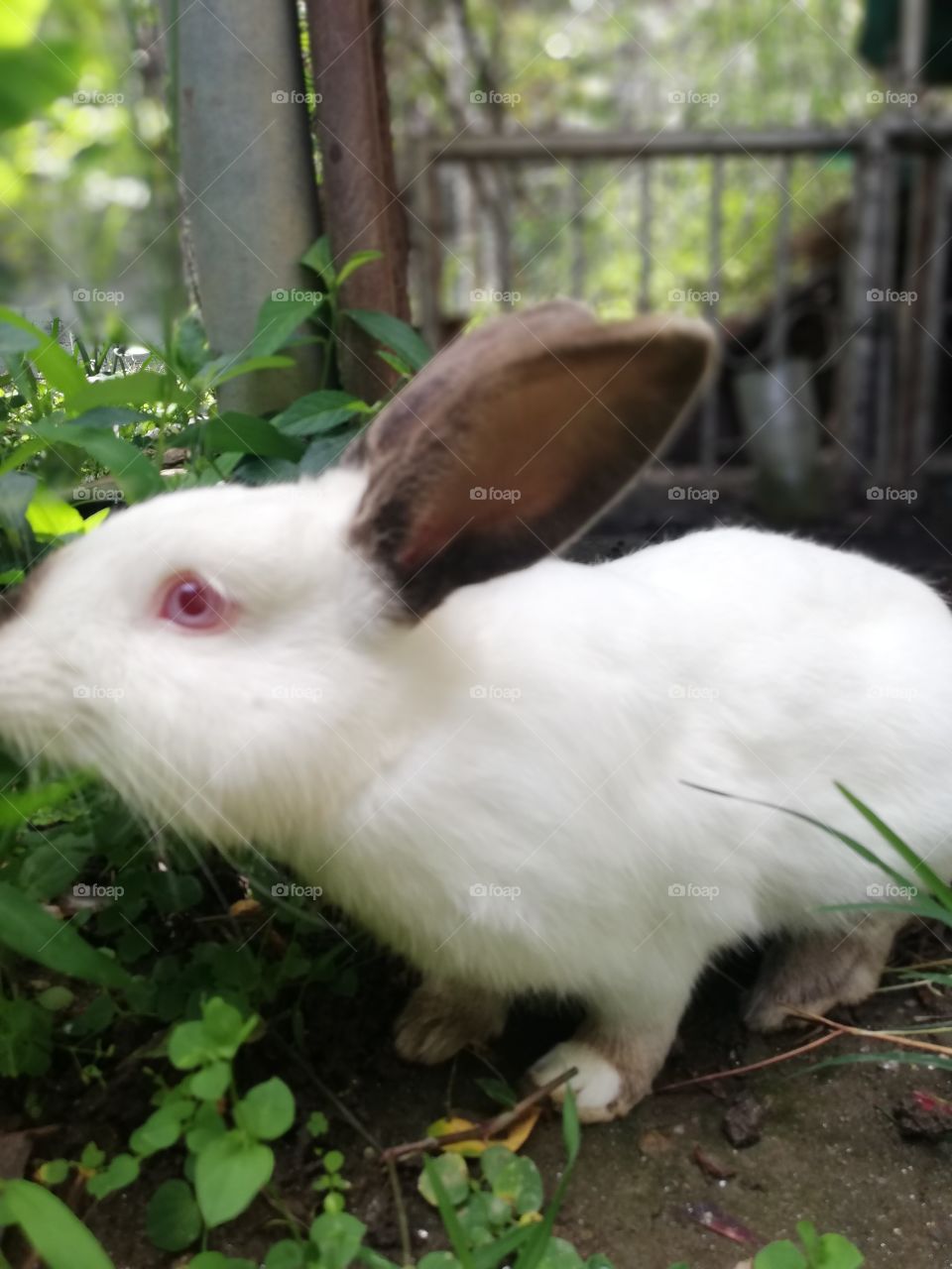 Conejo blanco, conejo macho adulto animal hermoso que es una mascota ideal. Conejo de un año de edad.