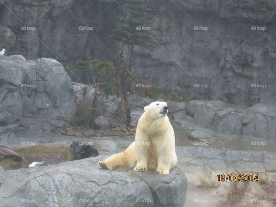 Snow Bear In Australia Water Kingdom