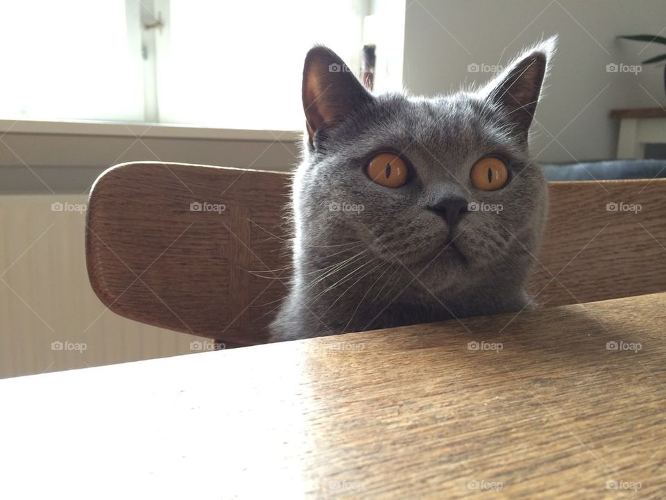 Hugo at the kitchen table