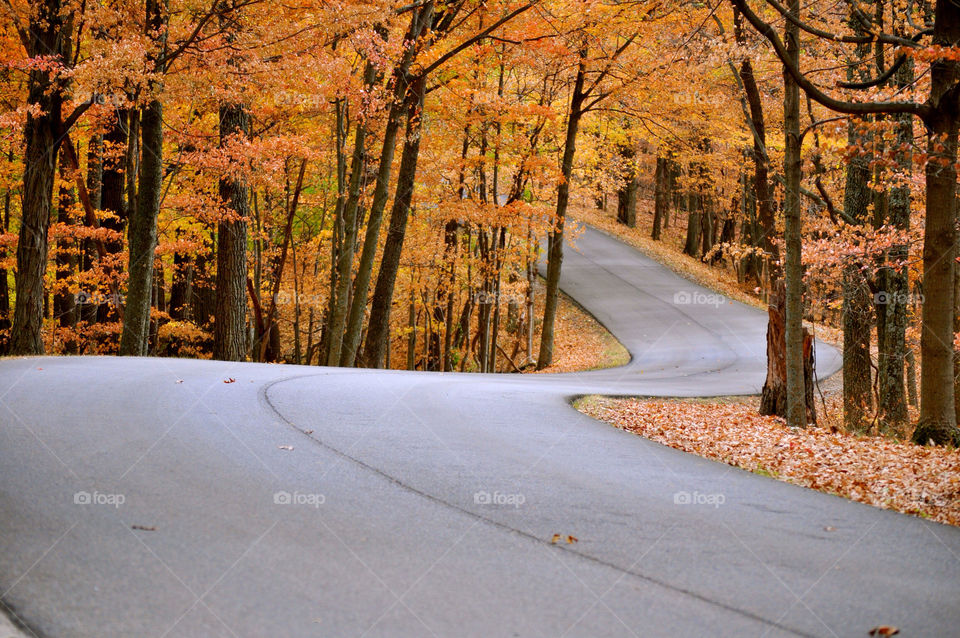 nature outdoors colors tree by refocusphoto