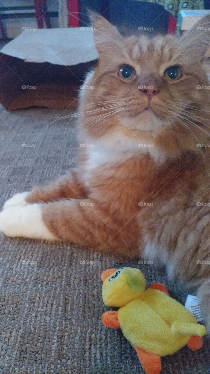cat and toy