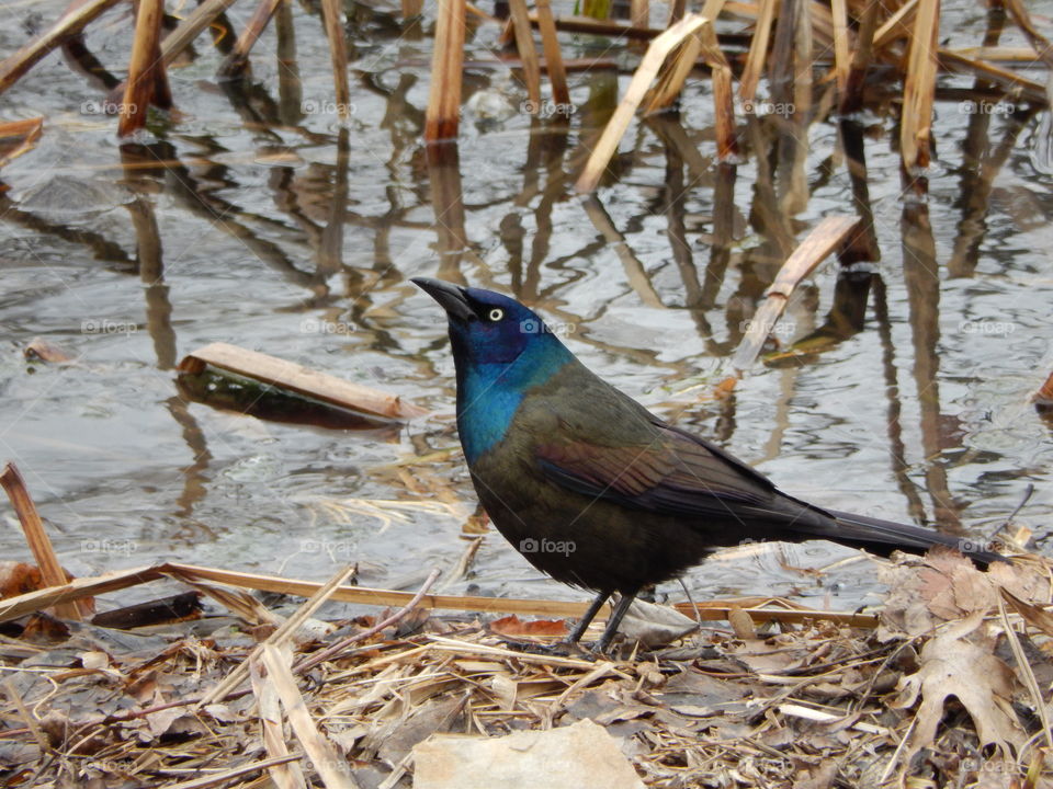 Common Grackle