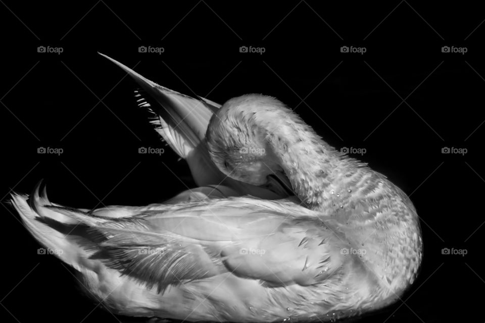 Black and white duck