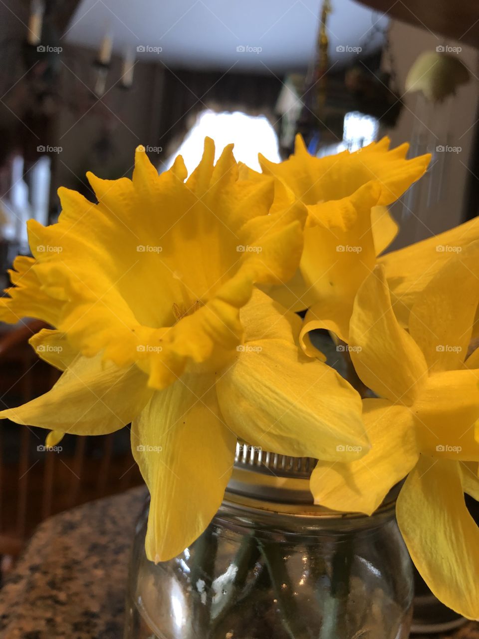 Fresh cut blooming Daffodils in a glass jar spring !