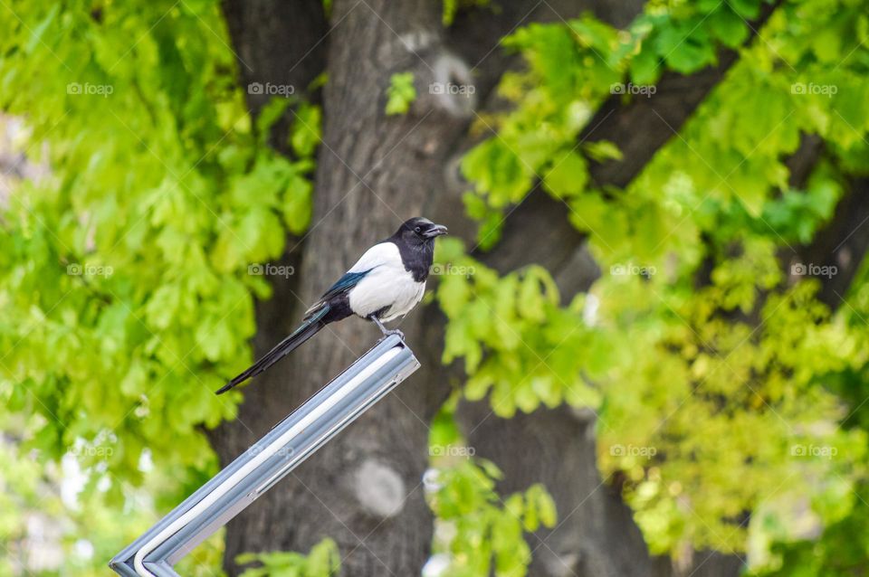 Magpie on a background of green wood