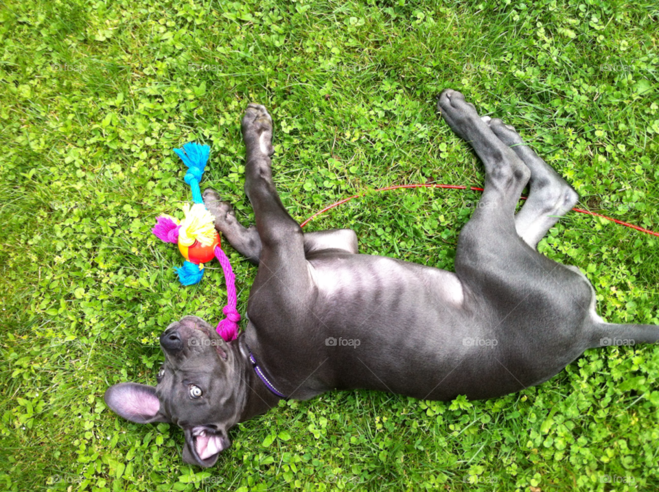 puppy great dane playing playful by pinkmink