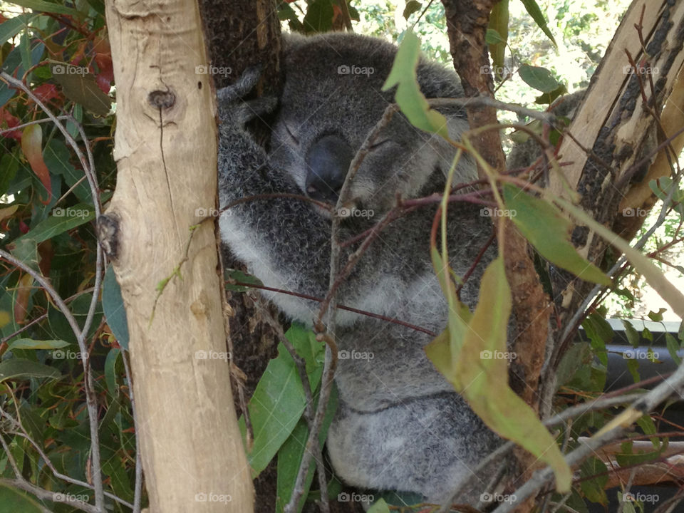 Rock-a-Bye Koala
Lone Pine Koala Sanctuary
Brisbane, Australia 