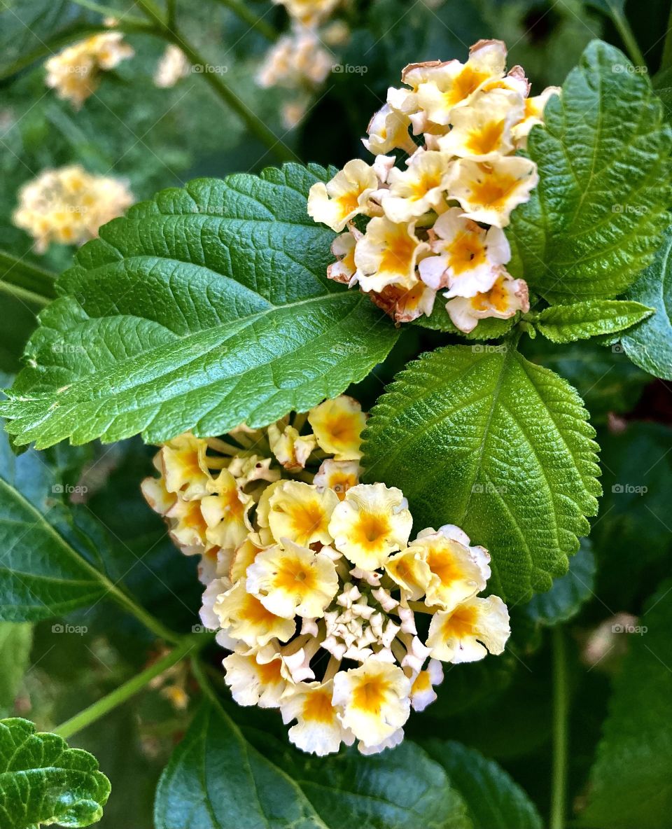 🌹 🇺🇸 Very beautiful flowers to brighten our day.  Live nature and its beauty. Did you like the delicate petals? / 🇧🇷 Flores muito bonitas para alegrar nosso dia. Viva a natureza e sua beleza. Gostaram das pétalas delicadas? 