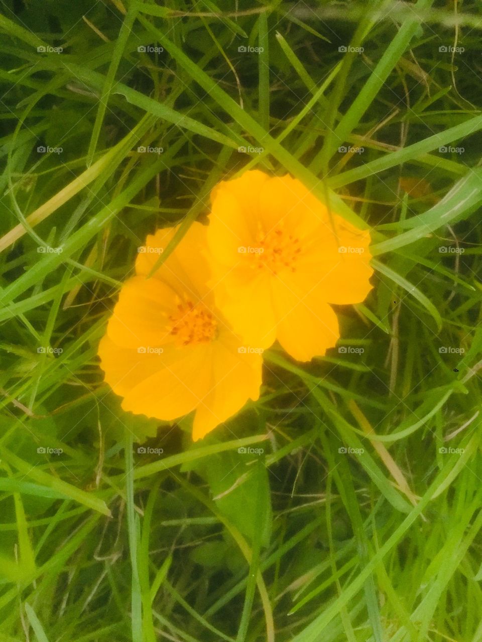 Yellow flower on grass