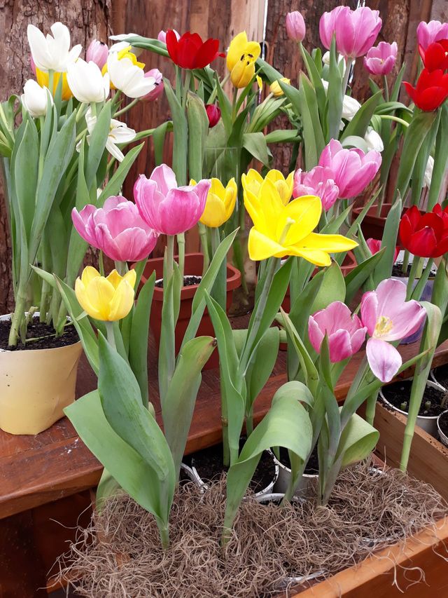 Lindas Tulipas