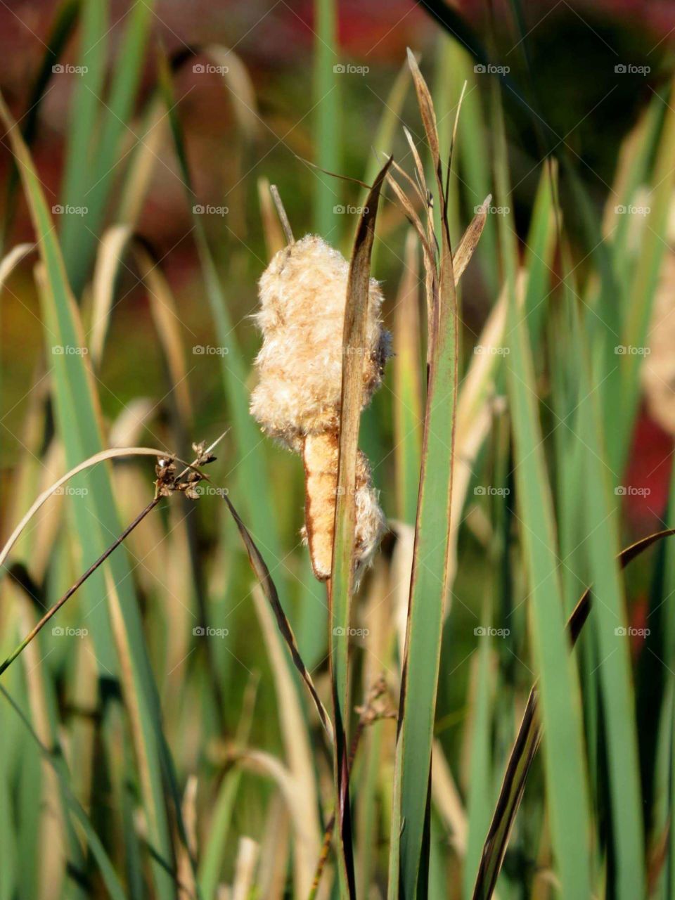 Cattails on lakes edge from my kayak