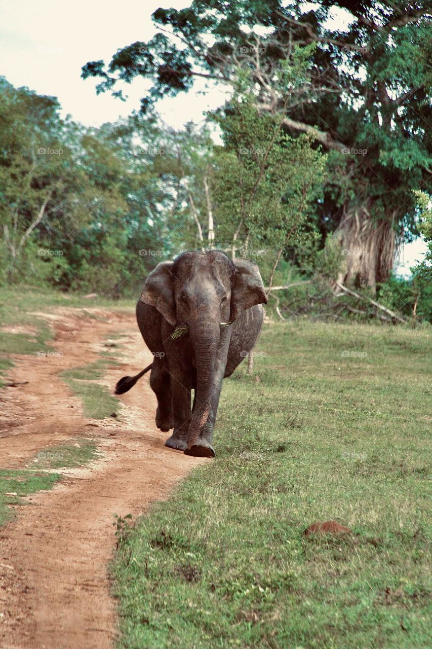Udawalawa national park Sri Lanka wild elephant 🐘