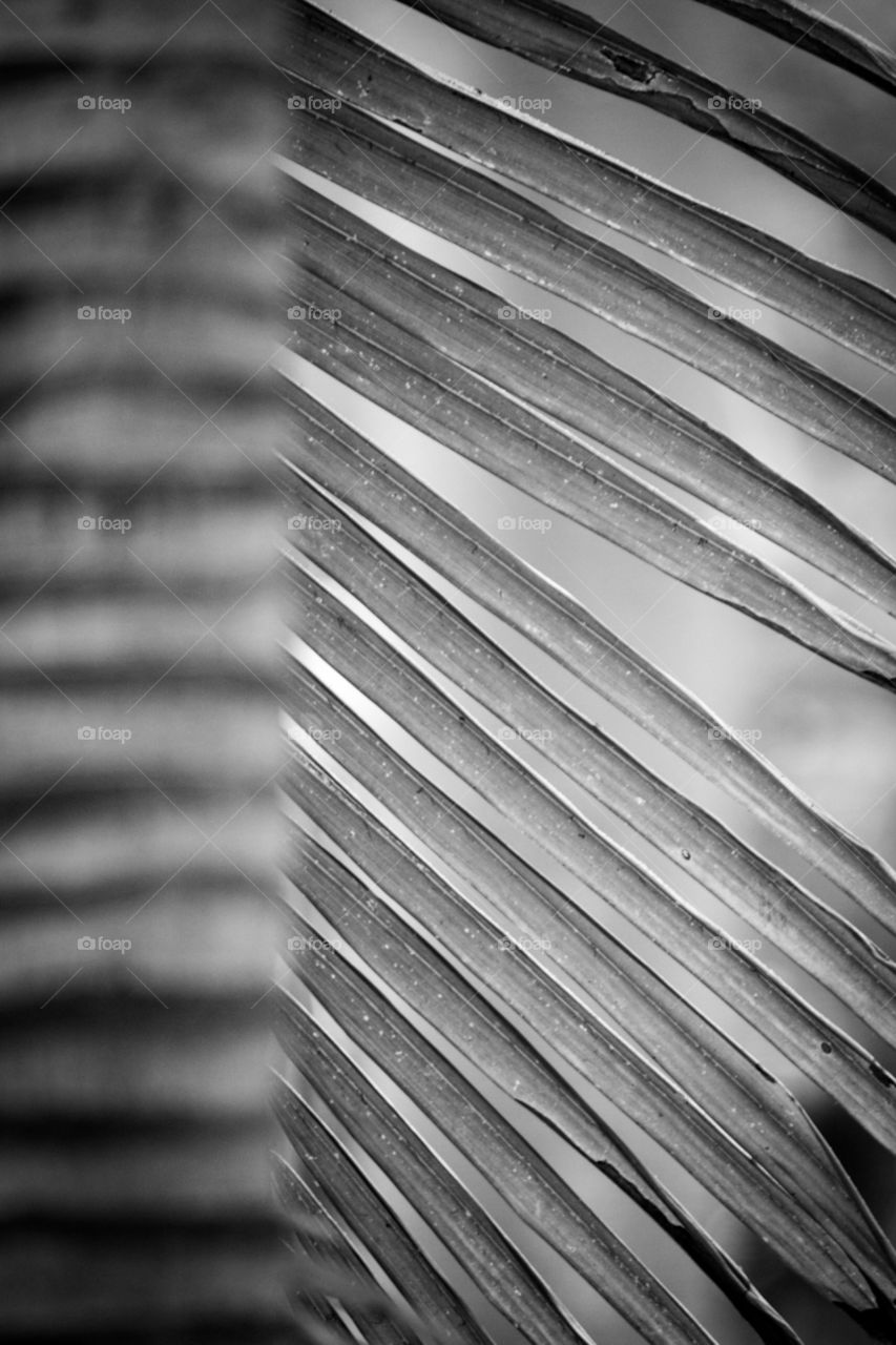 black and white palm leaves