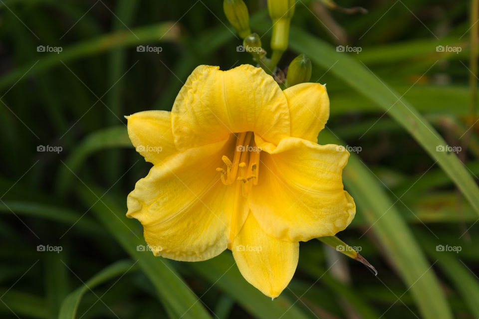 Beautiful yellow flower with a gorgeous bokeh of grass in the background. 
