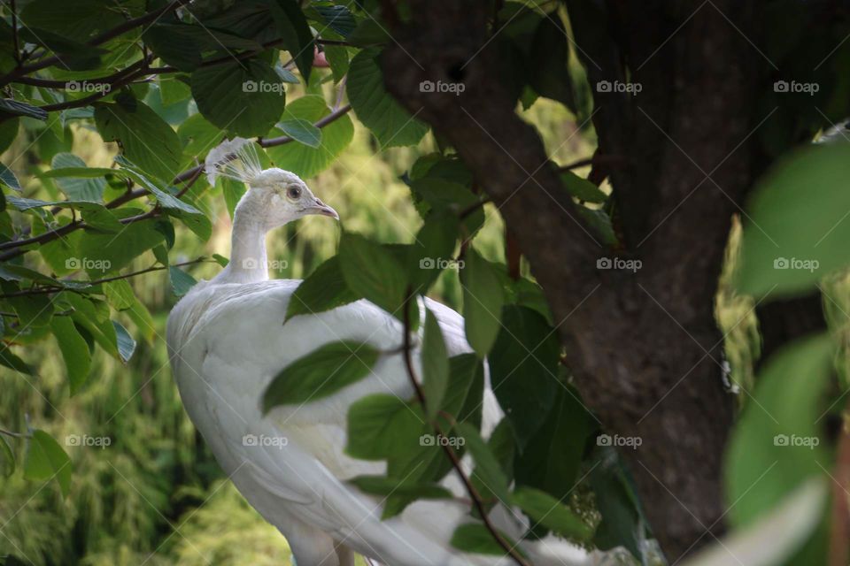 White Peacock in Tree